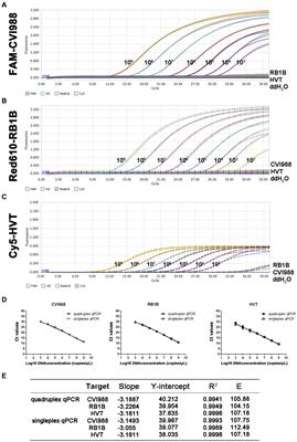 A quadruplex real-time PCR assay combined with a conventional PCR for the differential detection of Marek’s disease virus vaccines and field strains